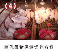 哺乳母豬保健--135保健養豬技術應用方案
